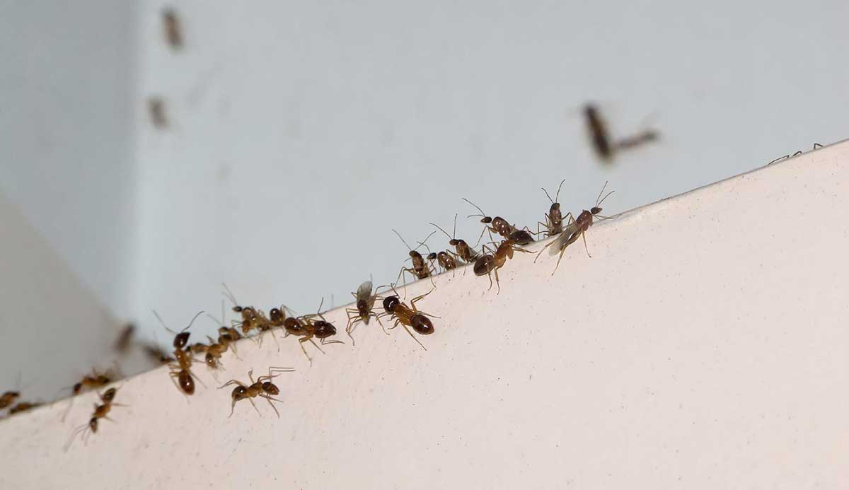 Eliminar hormigas en Madrid