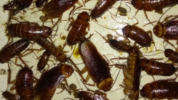 como eliminar plaga de cucarachas