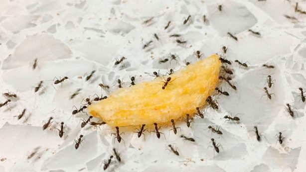 Cómo eliminar hormigas pequeñas en casa