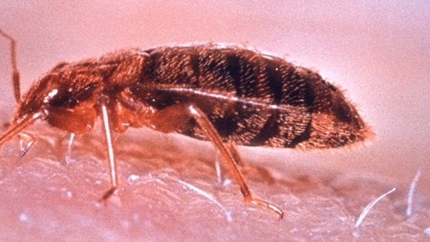 Cómo matar chinches