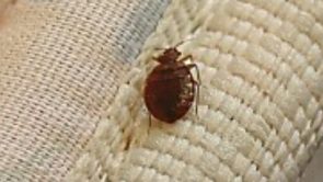 cómo saber si tienes chinches de la cama