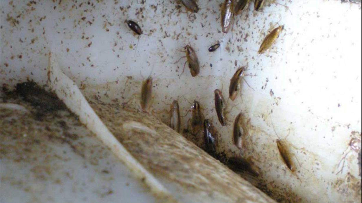 acabar-con-las-cucarachas-y-sus-huevos