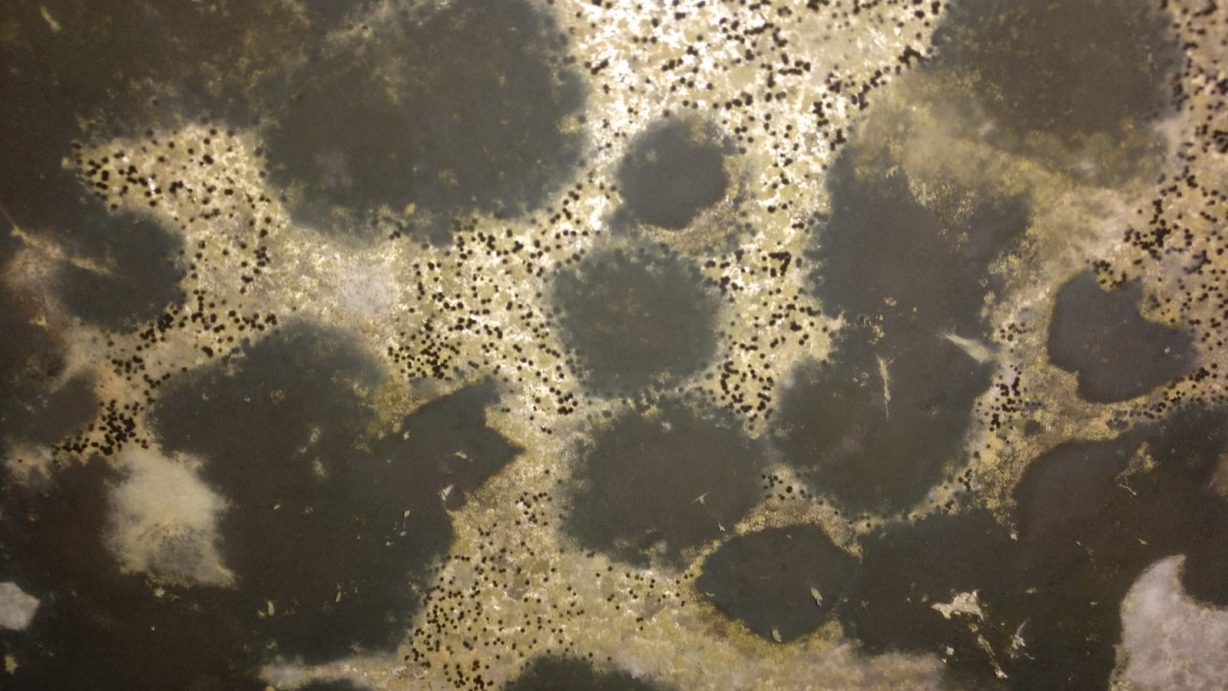 como eliminar mohos de una pared