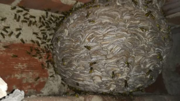 Cómo eliminar panal de avispas