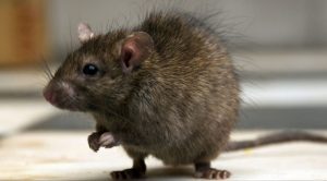 cómo-prevenir-plagas-de-ratas