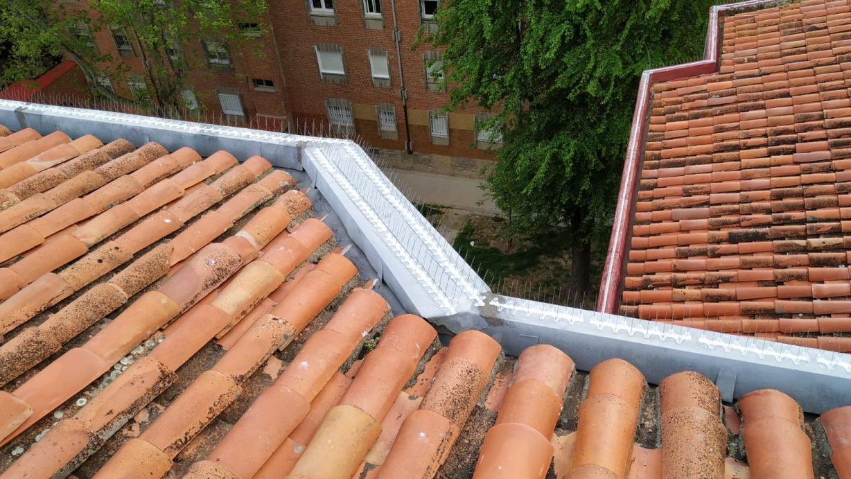 como afectan las palomas