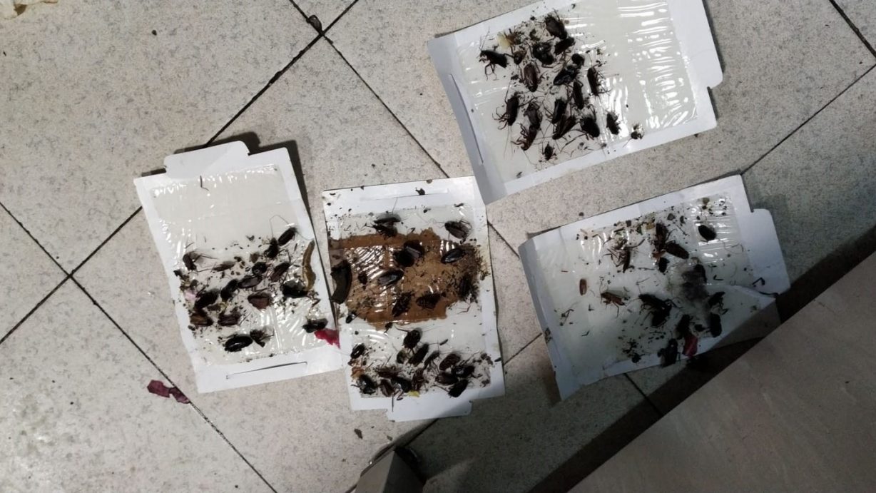 cómo-deshacerse-de-las-cucarachas-en-casa