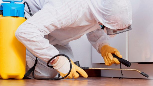 Empresa desinsectación de cucarachas