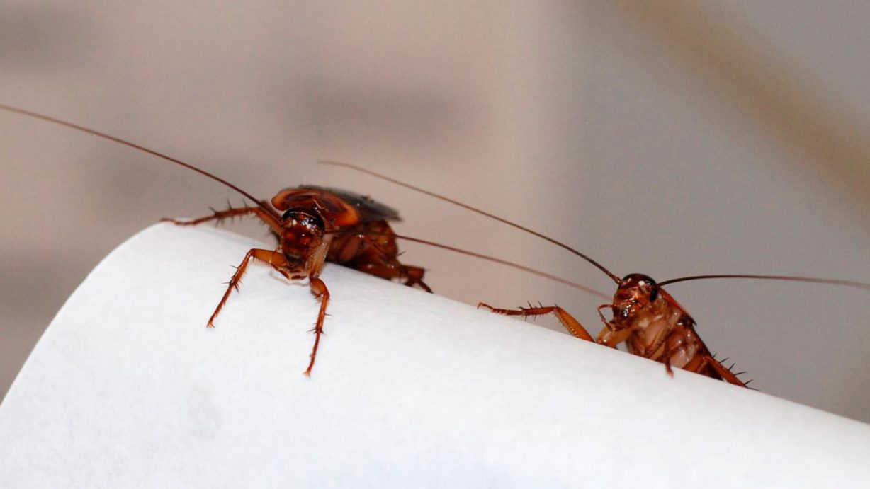 Cómo evitar cucarachas