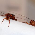 Cómo evitar cucarachas