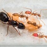 Cómo matar hormigas en casa